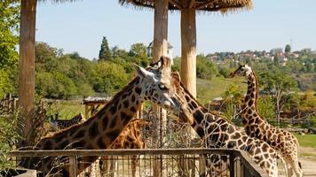 Giraffe eats tree branches. Portrait of giraffe's face looking at the camera, front view. photo