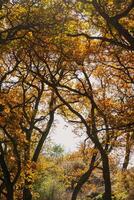Beneath a clear blue sky, towering trees showcase bright autumn leaves photo