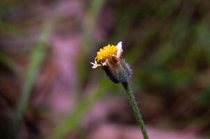 close up of Tridax procumbens flowers, a type of plant that is mostly found wild as a weed, a member of the Asteraceae family photo