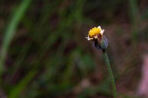 close up of Tridax procumbens flowers, a type of plant that is mostly found wild as a weed, a member of the Asteraceae family photo