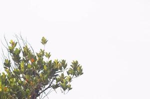 jackfruit leaves on a tree with a sky background photo