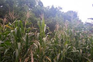 view of the corn garden that has grown tall photo