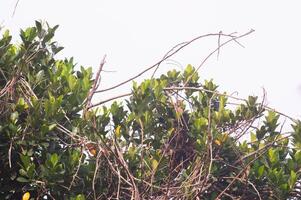 jackfruit leaves on a tree with a sky background photo