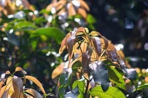 reddish mango leaves on the tree photo