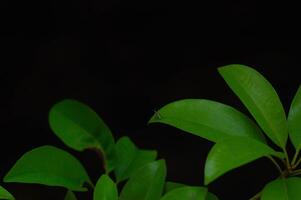 sapodilla leaves on a dark background photo