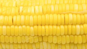 ear of ripe corn on white background, Seeds of sweet corn background. photo