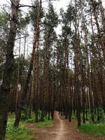 Serene pathway through a dense forest of tall trees photo