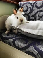 Adorable fluffy rabbit relaxing on a patterned sofa photo