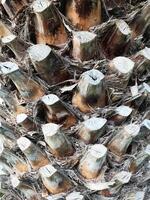 Close-up texture of a cut palm tree trunk with bark details photo