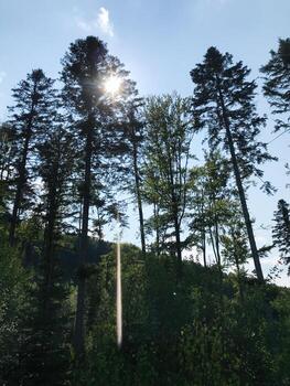 Sunlight filtering through tall trees in a tranquil forest photo