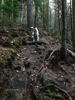 Dog exploring a forest trail among tall pine trees photo