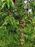 Lush peach tree with ripe fruits in a vibrant green orchard photo