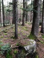 Tranquil forest scene with moss-covered trees and rocky ground photo