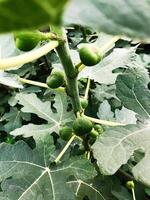 Close-up of unripe figs on a lush green fig tree branch photo