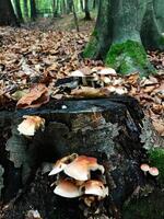 Mushrooms growing on a stump in a forest setting photo