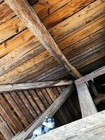 Fluffy cat resting in rustic wooden attic interior setting photo