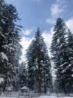 Snow-covered pine forest with clear blue sky in wintertime photo
