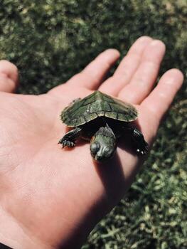 Tiny turtle resting on an open palm in sunlight outdoors photo