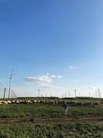 Shepherd guiding flock near wind turbines on a sunny day photo