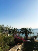 Tranquil beachfront garden with blooming flowers and palm trees in Bodrum, Turkey. photo