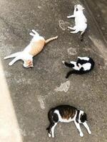 Four relaxed cats lying on a sunlit concrete pavement photo