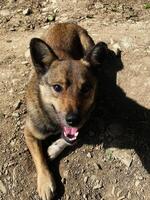 Happy brown dog relaxing on a sunny day in nature photo