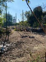 Two gazelles standing in a sunny zoo environment with trees photo