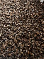 A close-up view of a dense beehive with numerous bees photo