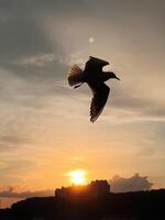 Majestic bird silhouette captured against a breathtaking sunset photo