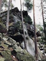 Majestic forest rocks and towering trees in a serene landscape photo