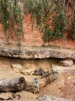 Group of meerkats in their natural habitat with rocky background photo
