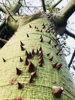 Close-up view of thorn-covered green tree trunk in forest photo
