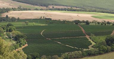 Coffee plantation farm in the mountains landscape photo