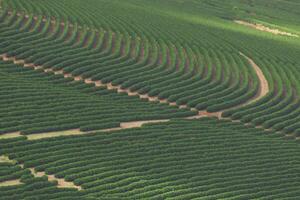 Coffee plantation farm in the mountains landscape photo
