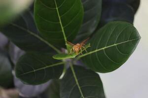 A large insect on a leaf photo