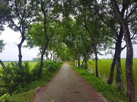 A path lined with trees and grass photo