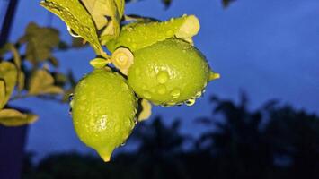 A close up of two limes on a tree photo