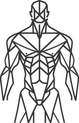Geometric Representation of a Male Torso with Detailed Muscle Structure