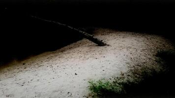 A tree with a branch in the sand photo
