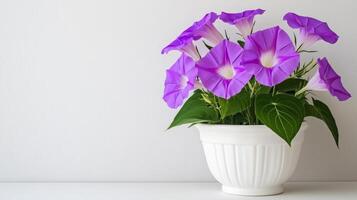 A Serene Display of Vibrant Purple Flowers in a White Pot photo