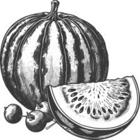 Watermelon and berries in engraving style vector