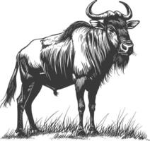 Wildebeest illustration isolated on white background vector