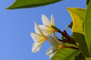 Delicate white and yellow flowers bloom under a clear blue sky in a serene garden setting photo