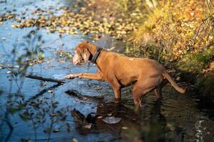 Playful hunting dog climbing into water for stick, breaking fragile autumn ice on surface of water. photo