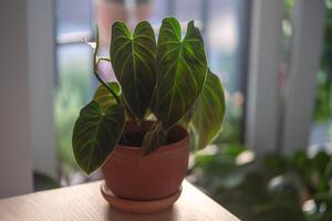 Closeup of Philodendron Splendid plant in flower pot at home. photo