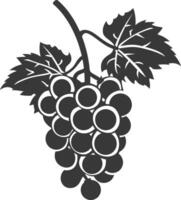Black grapes on a branch with leaves illustration vector