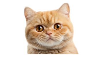 A cat is looking at the camera with a big smile png