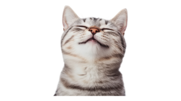 uma gato é olhando acima com Está olhos fechadas png