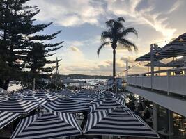 Sunset beach club with palm tree photo