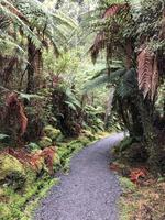 Hike trail in New Zealand photo